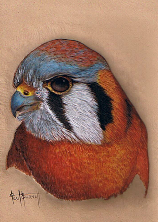 Wildlife Studies: The American Kestrel by Paul Burnett