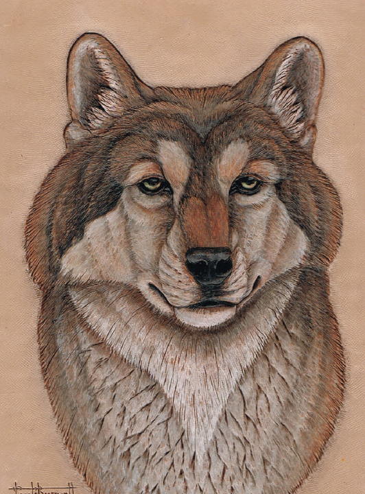 Wildlife Studies: The Timber Wolf by Paul Burnett